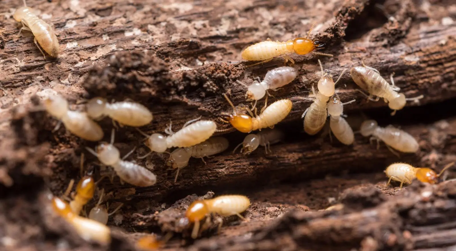 Anti Rayap Medan, Menjaga Rumah Tetap Aman dari Kerusakan yang Datang dengan Pelan