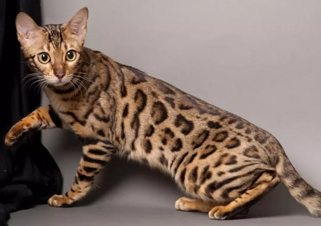 Erek Erek Kucing